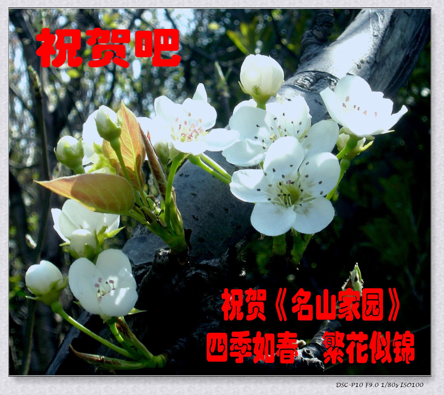 DSC07156__conew1.jpg