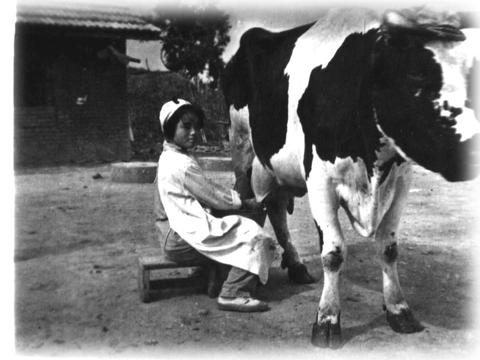 挤牛奶（曹盛芬）.jpg