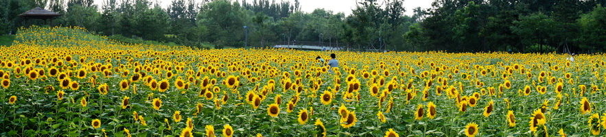 DSC02907-1.JPG