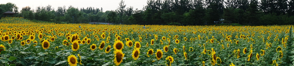 DSC02908-1.JPG