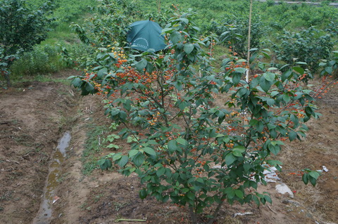 DSC02790.JPG