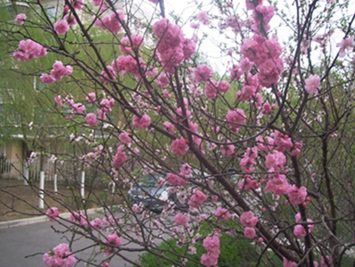 DCAM0737.JPG