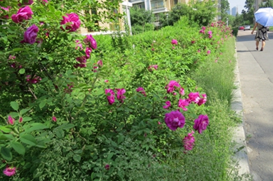 IMG_1966.jpg