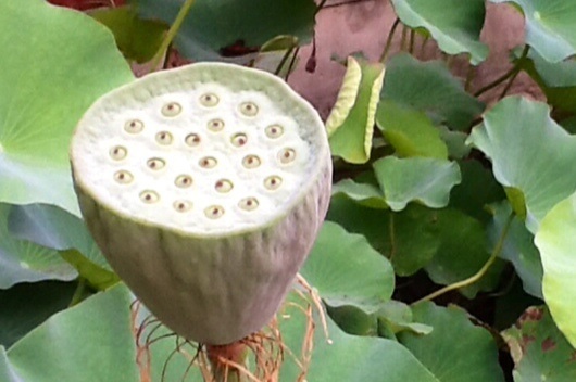 image.jpg