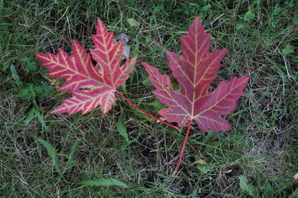 DSC06508Ҷ.jpg