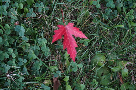 DSC06506Ҷ.jpg
