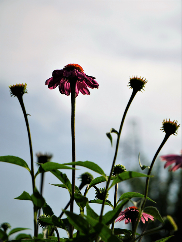 DSC07868.jpg