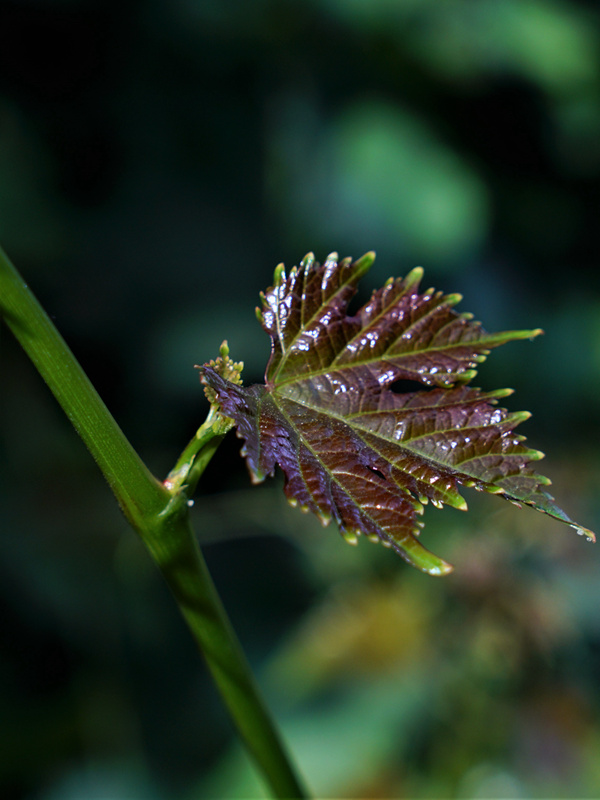 DSC07902.jpg