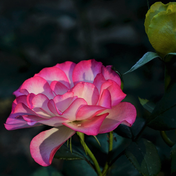 DSC09050.jpg
