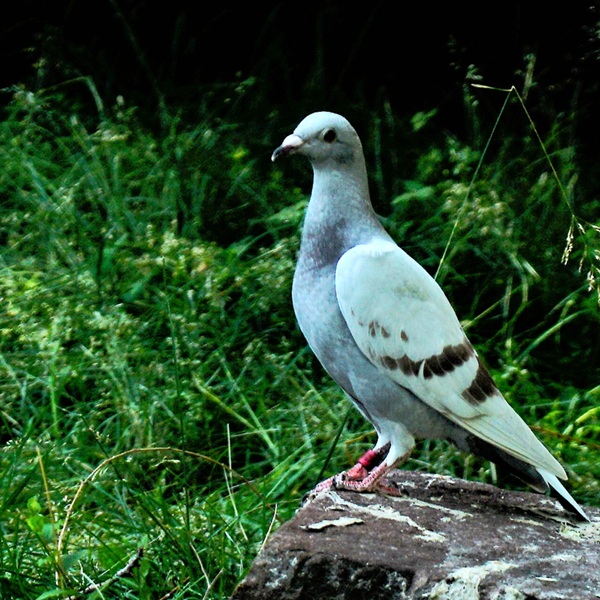 DSC09064.jpg