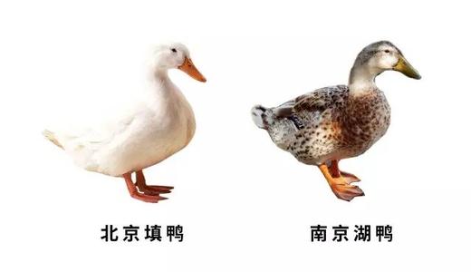u=400279986,3296169434&amp;fm=26&amp;gp=0.jpg