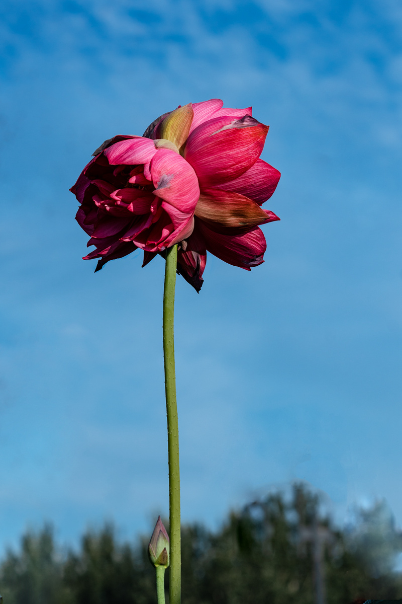 DSC03630_.jpg