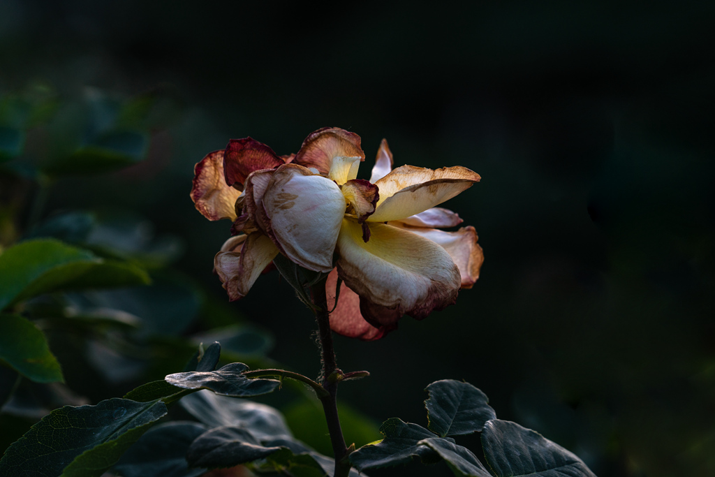 DSC02265.jpg