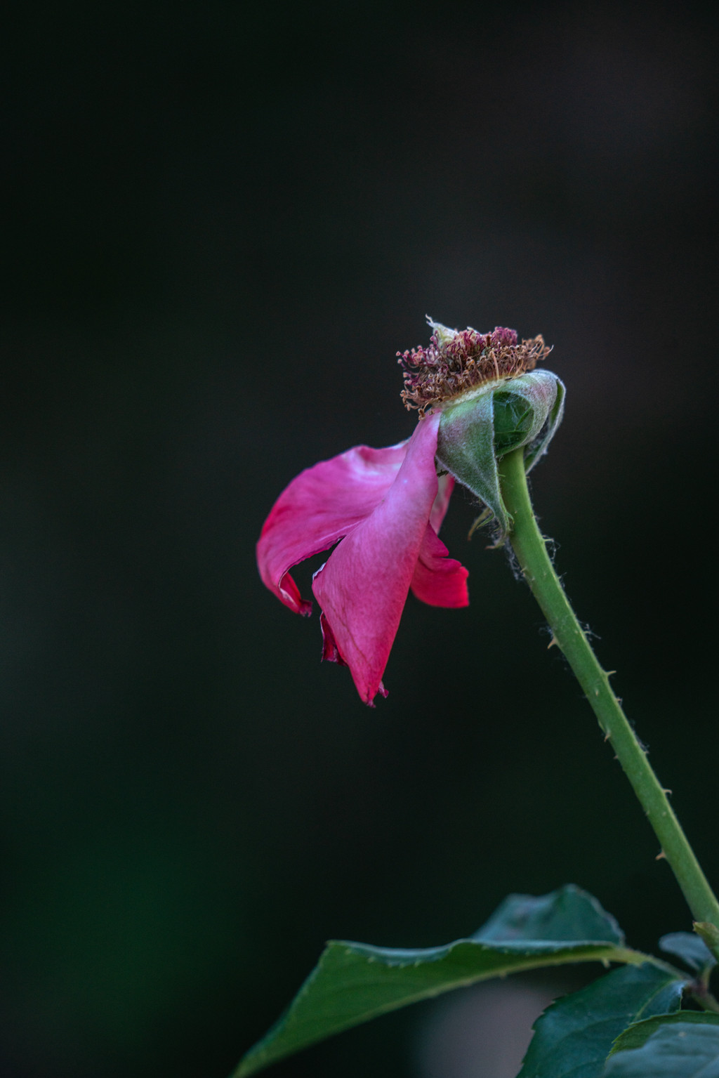DSC02118.jpg