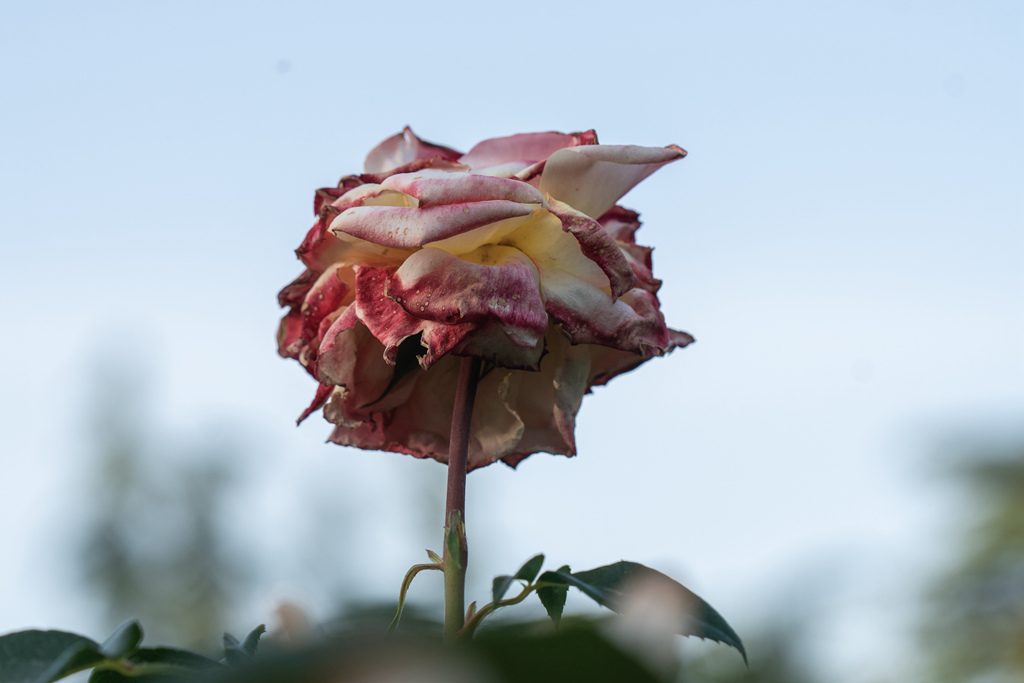 DSC02144.jpg