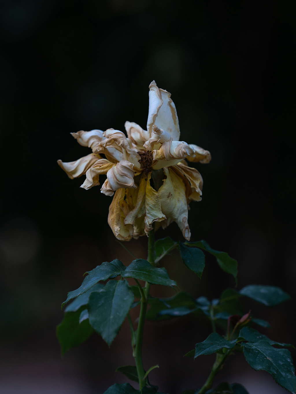 DSC02149.jpg