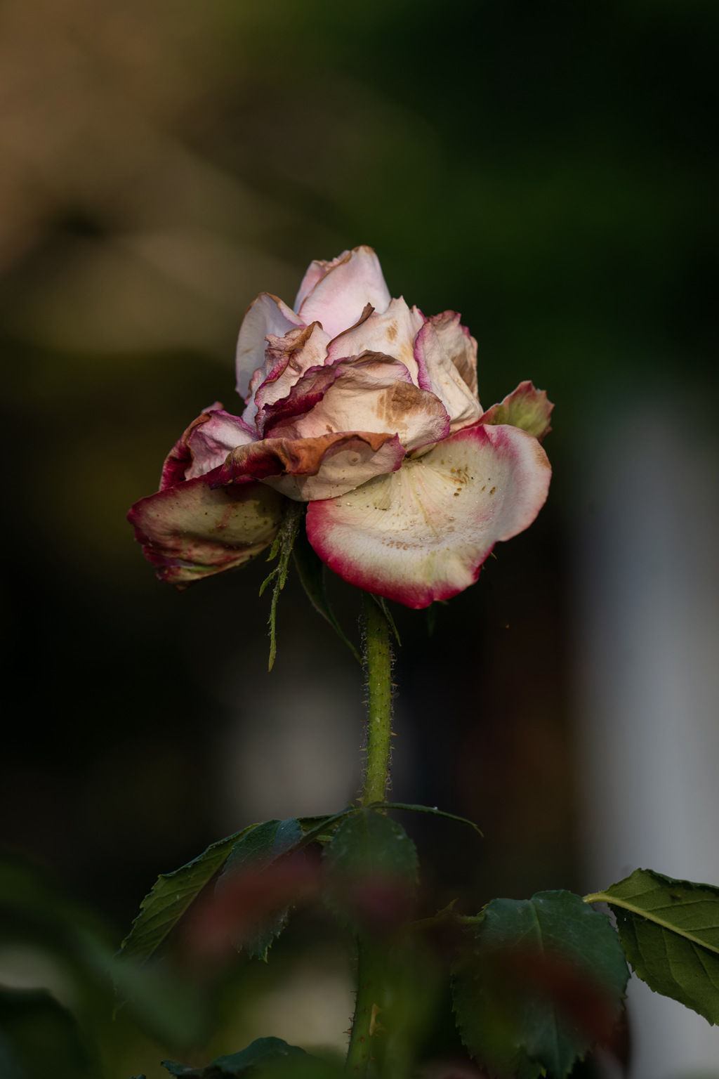 DSC02164.jpg