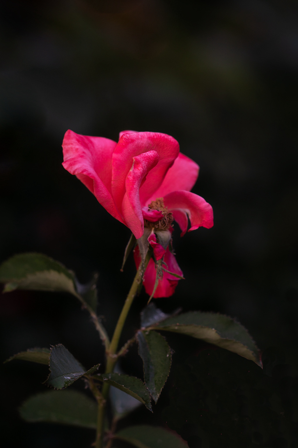 DSC02274.jpg