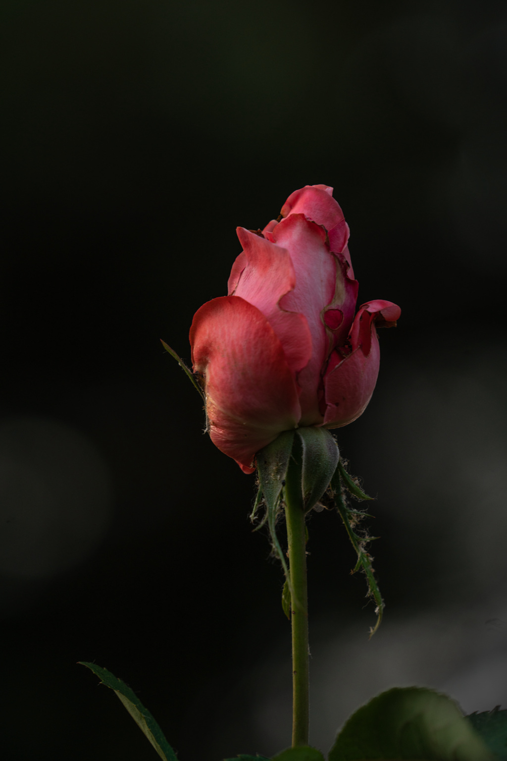 DSC02281.jpg