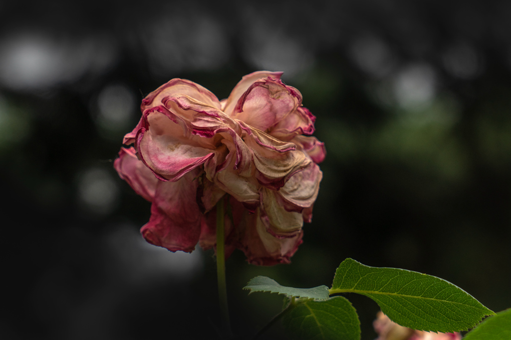 DSC02390.jpg