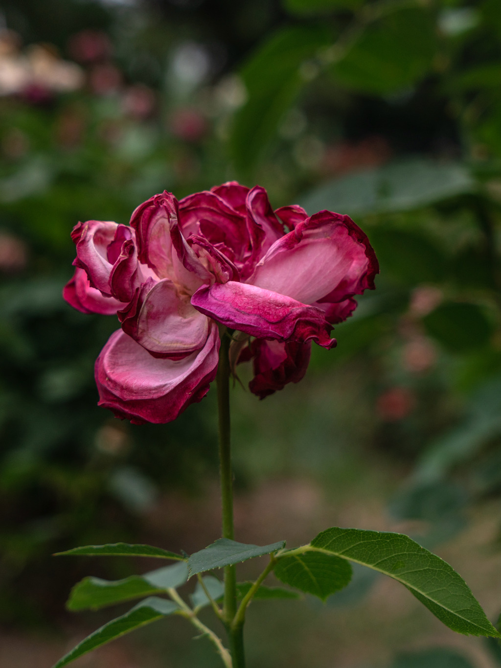 DSC02397.jpg