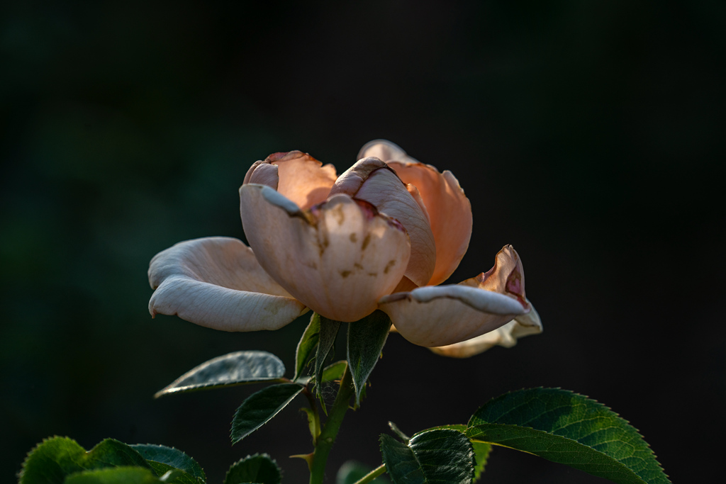DSC02532.jpg