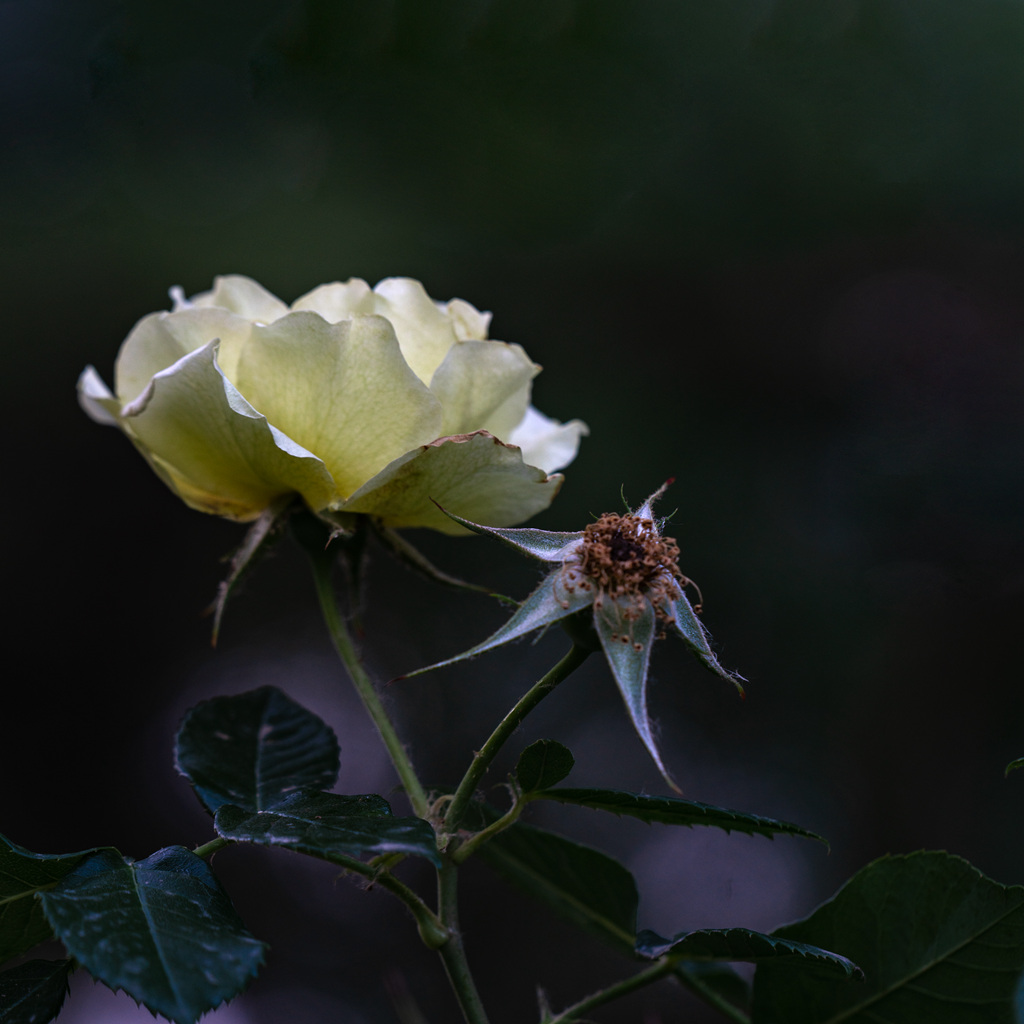 DSC02544.jpg