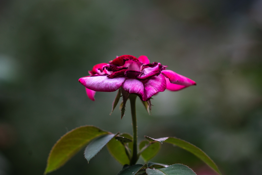 DSC02608.jpg