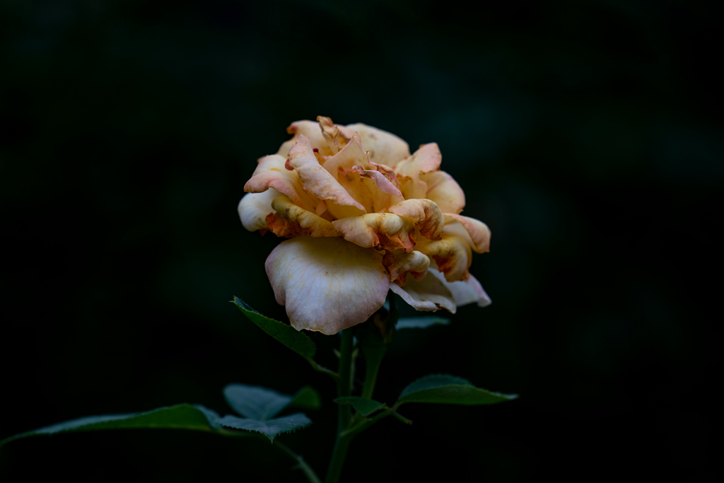 DSC02619.jpg